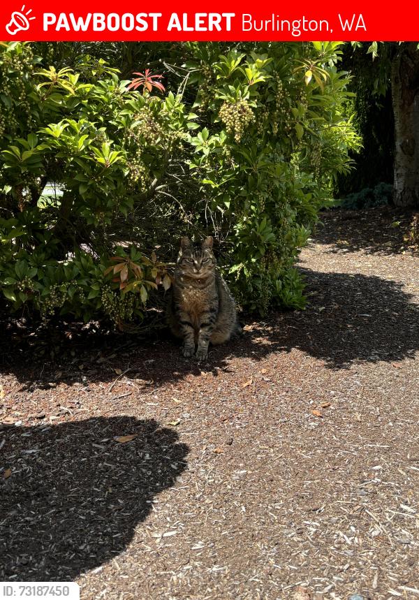 Lost Male Cat last seen Gardner rd, Burlington, WA 98233