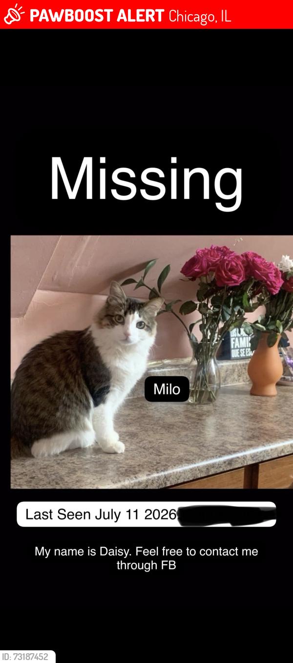 Lost Male Cat last seen 60th s Kostner, Chicago, IL 60629