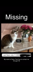 Lost Male Cat last seen 60th s Kostner, Chicago, IL 60629