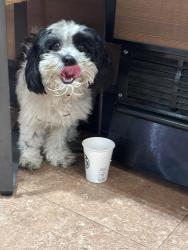Reunited Male Dog last seen Near Thunderbird, Greenacres, FL 33463