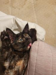 Lost Female Cat last seen Osage St., La Presa, CA 91977