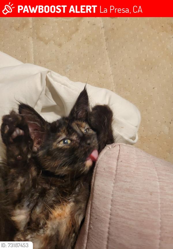 Lost Female Cat last seen Osage St., La Presa, CA 91977