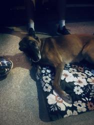 Reunited Female Dog last seen Brockton Elementary, Los Angeles, CA 90025