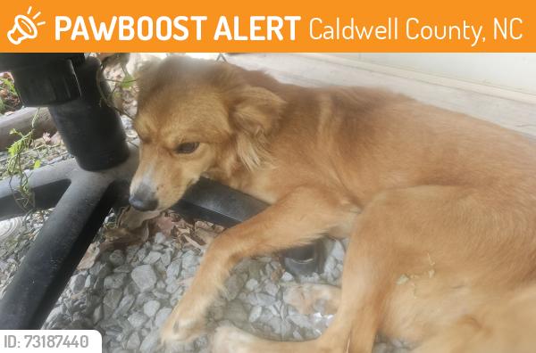 Found/Stray Female Dog last seen Abundant Life Tabernacle church, Caldwell County, NC 28645