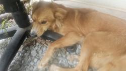 Found/Stray Female Dog last seen Abundant Life Tabernacle church, Caldwell County, NC 28645