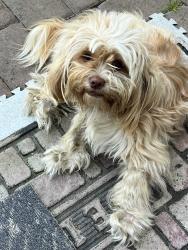 Reunited Female Dog last seen playa del ray, north river rd, Oceanside, CA 92058