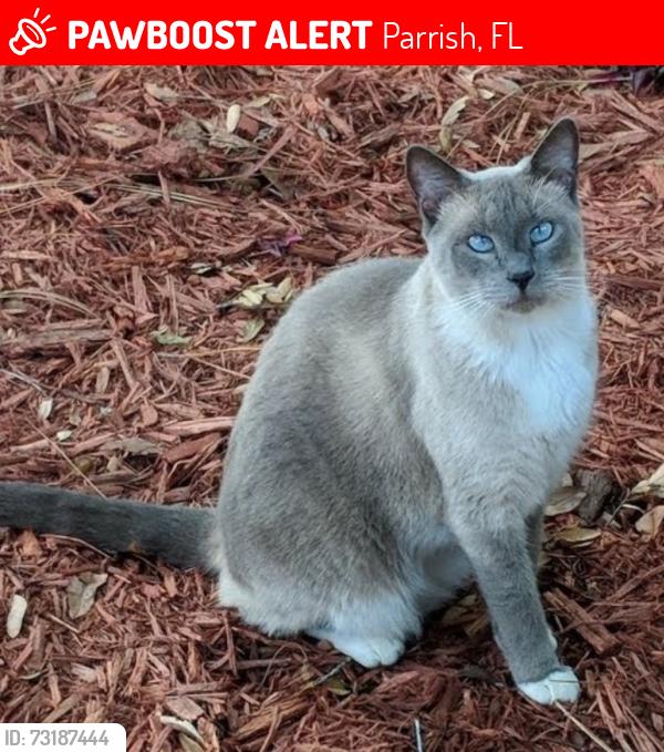 Lost Female Cat last seen Abalone Loop, Parrish, FL 34219