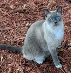 Lost Female Cat last seen Abalone Loop, Parrish, FL 34219