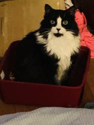 Lost Male Cat last seen sprague and webster roads, Scarsdale, NY 10583