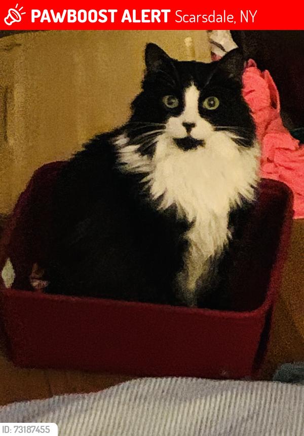 Lost Male Cat last seen sprague and webster roads, Scarsdale, NY 10583