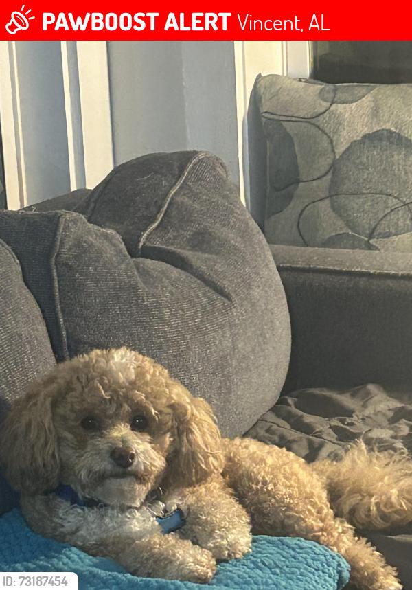 Lost Male Dog last seen Highway 231 and Whisper Road, Vincent, AL 35178