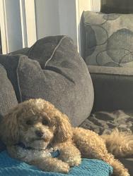 Lost Male Dog last seen Highway 231 and Whisper Road, Vincent, AL 35178