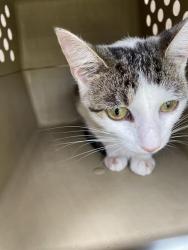 Shelter Stray Female Cat last seen Near, 2600 S Harding St, Indianapolis, IN 46221, USA