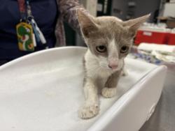 Shelter Stray Female Cat last seen Near BLOCK OASIS ST, 72050 Pet Land Pl, Thousand Palms, CA 92276, USA