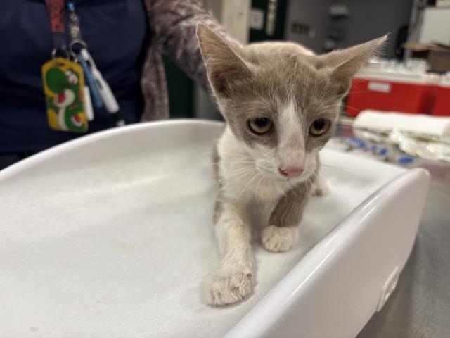 Shelter Stray Female Cat last seen Near BLOCK OASIS ST, 72050 Pet Land Pl, Thousand Palms, CA 92276, USA