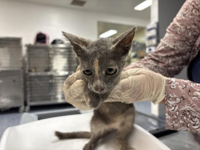Shelter Stray Female Cat last seen Near BLOCK OASIS ST, 72050 Pet Land Pl, Thousand Palms, CA 92276, USA