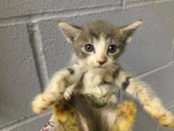 Shelter Stray Male Cat last seen Near BLOCK OASIS ST, 72050 Pet Land Pl, Thousand Palms, CA 92276, USA