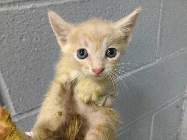 Shelter Stray Male Cat last seen Near BLOCK OASIS ST, 72050 Pet Land Pl, Thousand Palms, CA 92276, USA