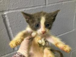 Shelter Stray Male Cat last seen Near BLOCK OASIS ST, 72050 Pet Land Pl, Thousand Palms, CA 92276, USA