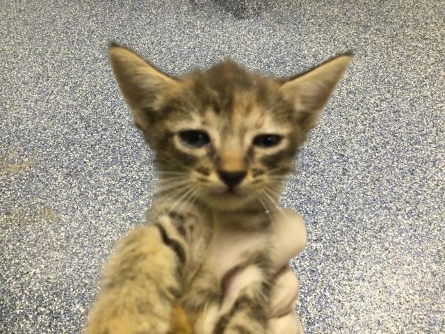Shelter Stray Female Cat last seen Near BLOCK OASIS ST, 72050 Pet Land Pl, Thousand Palms, CA 92276, USA