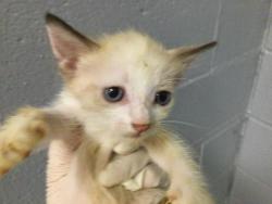 Shelter Stray Female Cat last seen Near BLOCK OASIS ST, 72050 Pet Land Pl, Thousand Palms, CA 92276, USA