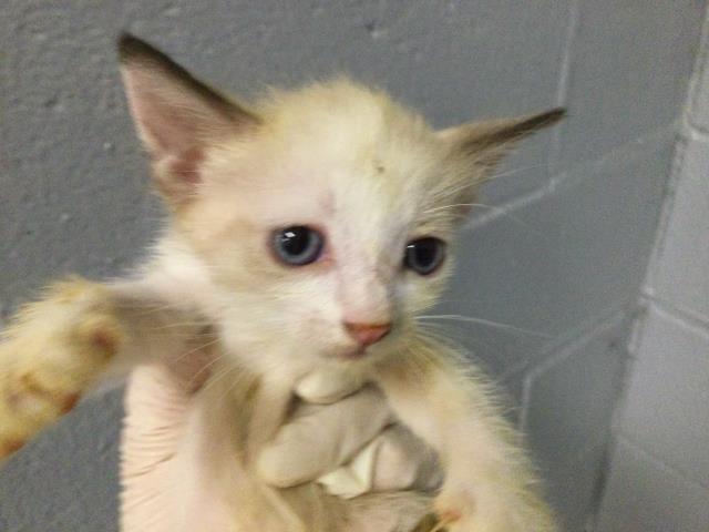 Shelter Stray Female Cat last seen Near BLOCK OASIS ST, 72050 Pet Land Pl, Thousand Palms, CA 92276, USA