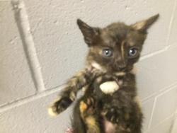 Shelter Stray Female Cat last seen Near BLOCK OASIS ST, 72050 Pet Land Pl, Thousand Palms, CA 92276, USA