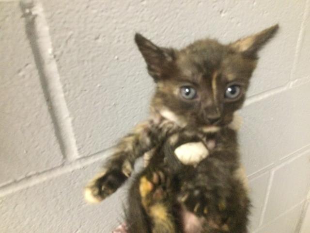 Shelter Stray Female Cat last seen Near BLOCK OASIS ST, 72050 Pet Land Pl, Thousand Palms, CA 92276, USA