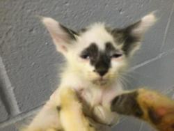 Shelter Stray Male Cat last seen Near BLOCK OASIS ST, 72050 Pet Land Pl, Thousand Palms, CA 92276, USA