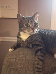 Reunited Male Cat last seen Intersection of Cottage Place and Cotswold Terrace, Greensboro, NC 27455