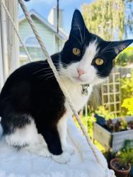 Reunited Male Cat last seen Madison & Solano, Albany, CA 94706