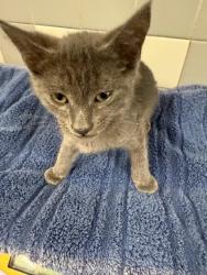 Shelter Stray Male Cat last seen , 957 N Gaffey St, San Pedro, CA 90731, USA