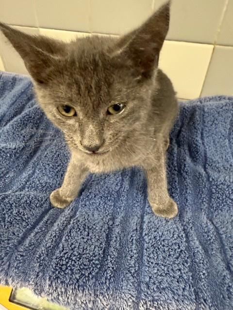 Shelter Stray Male Cat last seen , 957 N Gaffey St, San Pedro, CA 90731, USA