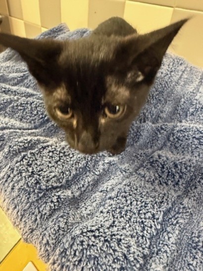 Shelter Stray Female Cat last seen , 957 N Gaffey St, San Pedro, CA 90731, USA