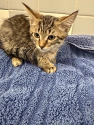 Shelter Stray Male Cat last seen , 957 N Gaffey St, San Pedro, CA 90731, USA