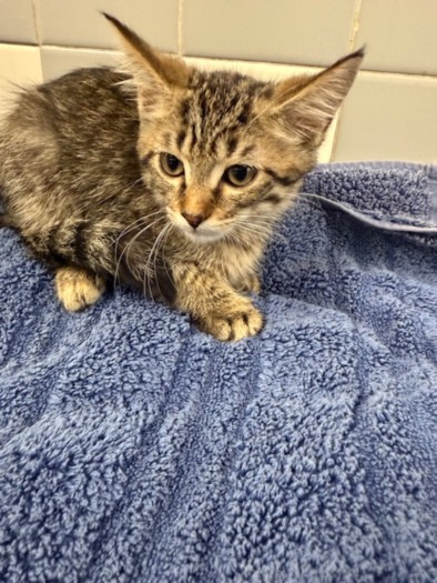 Shelter Stray Male Cat last seen , 957 N Gaffey St, San Pedro, CA 90731, USA