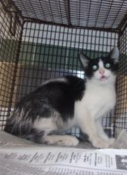 Shelter Stray Male Cat last seen , 14409 Vanowen St, Van Nuys, CA 91405, USA