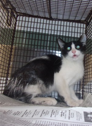 Shelter Stray Male Cat last seen , 14409 Vanowen St, Van Nuys, CA 91405, USA