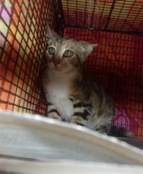 Shelter Stray Female Cat last seen , 14409 Vanowen St, Van Nuys, CA 91405, USA