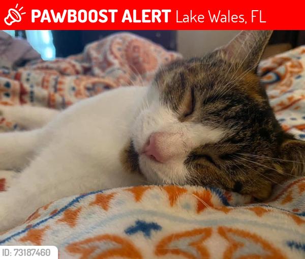 Lost Female Cat last seen Bok north, Lake Wales, FL 33853