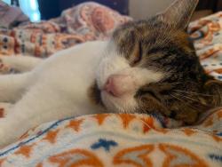 Lost Female Cat last seen Bok north, Lake Wales, FL 33853