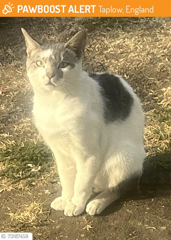 Found/Stray Male Cat last seen Bath road, Taplow, England 