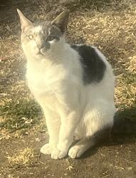 Found/Stray Male Cat last seen Bath road, Taplow, England 