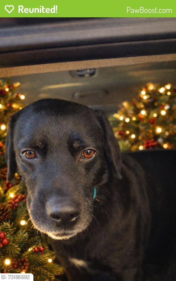 Reunited Male Dog last seen Neil and Gillespie, Las Vegas, NV 89183