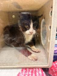 Shelter Stray Male Cat last seen GARFEILD ST & JACKSON ST, 6851 Van Buren Boulevard, Jurupa Valley, CA 92509, USA