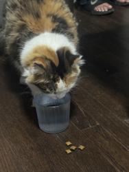 Reunited Female Cat last seen N Chicago Ave and N Avers Ave, Chicago, IL 60624