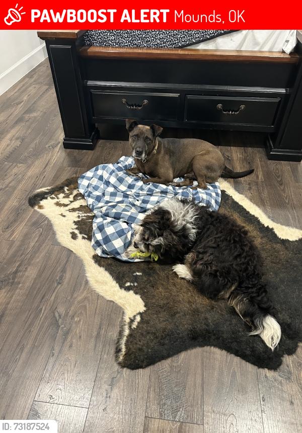 Lost Male Dog last seen Hectorville & Hwy 75, Mounds, OK 74047