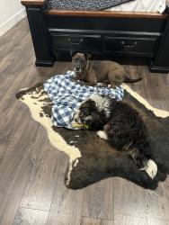 Lost Male Dog last seen Hectorville & Hwy 75, Mounds, OK 74047