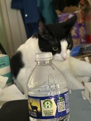 Lost Female Cat last seen Revere and Brous, Philadelphia, PA 19149
