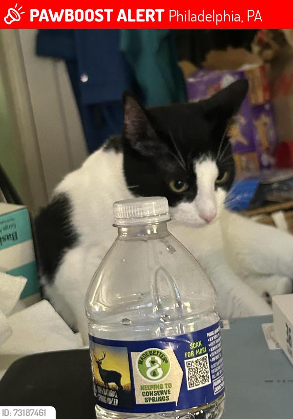 Lost Female Cat last seen Revere and Brous, Philadelphia, PA 19149